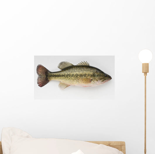 Large Mouth Bass Wall Decal