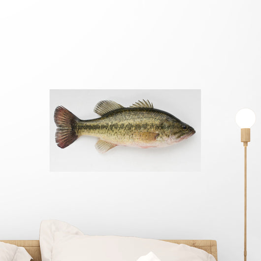 Large Mouth Bass Wall Decal
