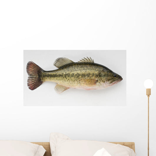 Large Mouth Bass Wall Decal