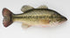 Large Mouth Bass Wall Decal