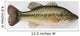 Large Mouth Bass Wall Decal