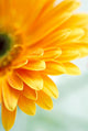 Closeup Photo Yellow Daisy-gerbera Wall Decal Design 3