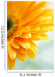 Closeup Photo Yellow Daisy-gerbera Wall Decal Design 3