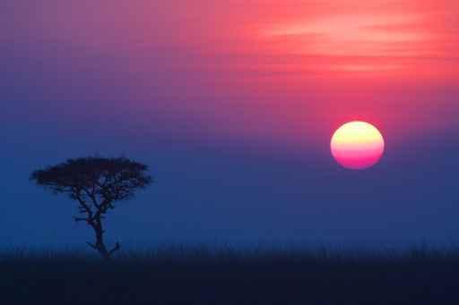 Sunset over Savannah 01 Wall Decal