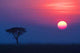 Sunset over Savannah 01 Wall Decal