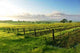 Vineyard Sunrise Wall Decal