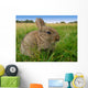 Rabbit Wall Decal