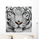 White Tiger Wall Decal