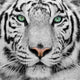 White Tiger Wall Decal