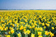 Yellow Daffodils April Wall Decal