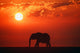 Elephant Silhouette Wall Mural