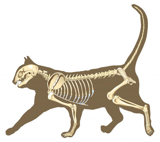 Cat Skeleton Wall Decal