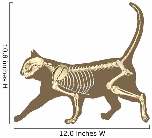 Cat Skeleton Wall Decal
