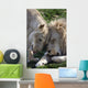 Loving African Lions Wall Decal