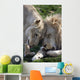 Loving African Lions Wall Decal