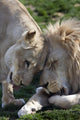 Loving African Lions Wall Decal