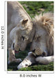 Loving African Lions Wall Decal