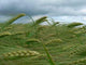 Wind Wheat Wall Decal