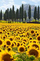 Sunflower Field Tuscany Wall Decal