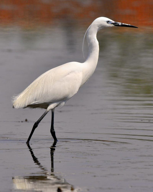 Garzetta White Egret Wall Decal