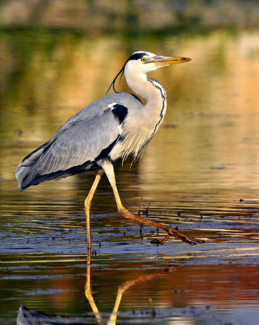 Airone Heron Wall Decal Design 2