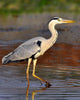 Airone Heron Wall Decal Design 1