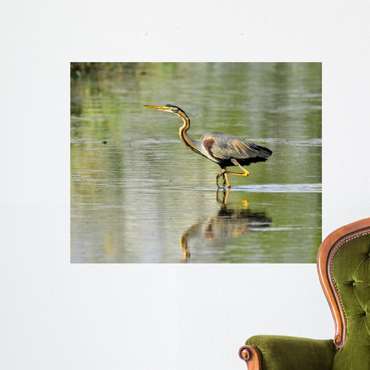Purple Heron-purple Heron Wall Decal