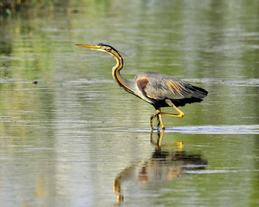 Purple Heron-purple Heron Wall Decal