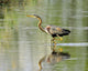 Purple Heron-purple Heron Wall Decal