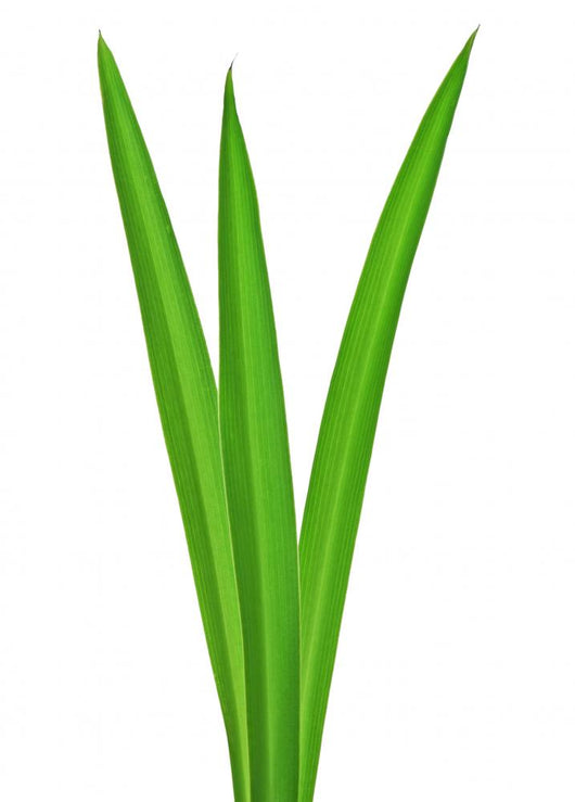 Grass Wall Decal Design 2