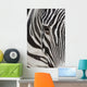 Grevy's Zebra 2560 Crop Wall Decal