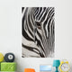 Grevy's Zebra 2560 Crop Wall Decal