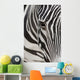 Grevy's Zebra 2560 Crop Wall Decal