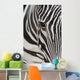 Grevy's Zebra 2560 Crop Wall Decal