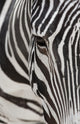 Grevy's Zebra 2560 Crop Wall Decal