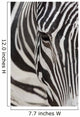 Grevy's Zebra 2560 Crop Wall Decal