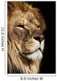 Lion Wall Decal Design 3