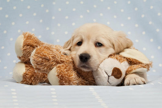Golden Retriever Puppy Blue Wall Decal