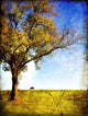 Countryside Landscape- Picture Painting Wall Decal