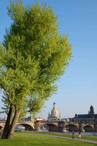Dresden Wall Decal Design 2