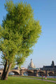 Dresden Wall Decal Design 2