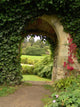 Ivy Climbing Archway Wall Decal