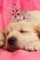 Golden Retriever Puppy Wall Decal Design 2