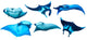 Six Manta Ray Wall Decal