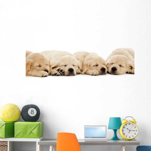 Golden Retriever Puppies Wall Decal Design 2