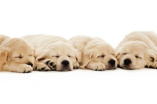 Golden Retriever Puppies Wall Decal Design 2