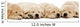 Golden Retriever Puppies Wall Decal Design 2