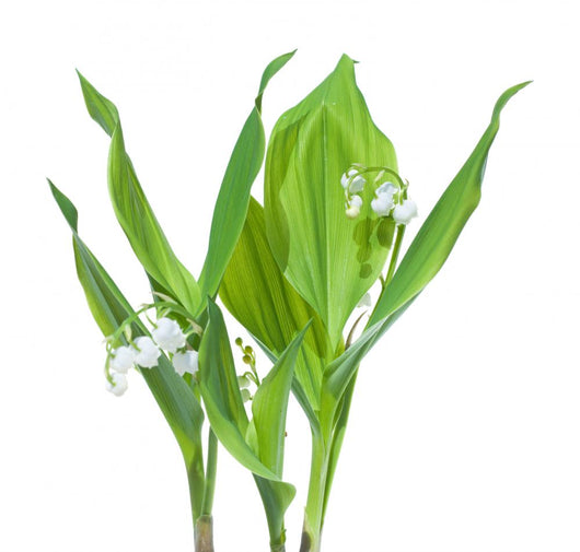 Stems Lily-of-the-valley Convallaria Majalis Wall Decal