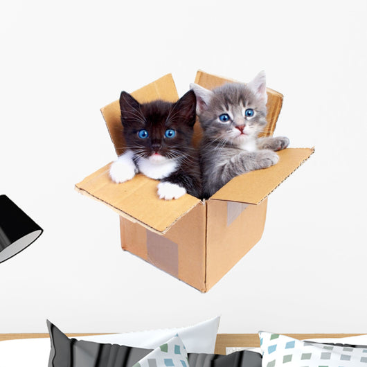 Boxed Kittens Wall Decal