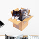 Boxed Kittens Wall Decal